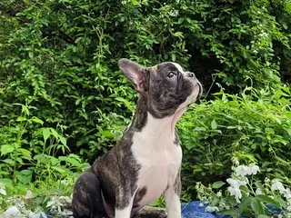 Frenchton dogs for sale: Poppi - Ad 2