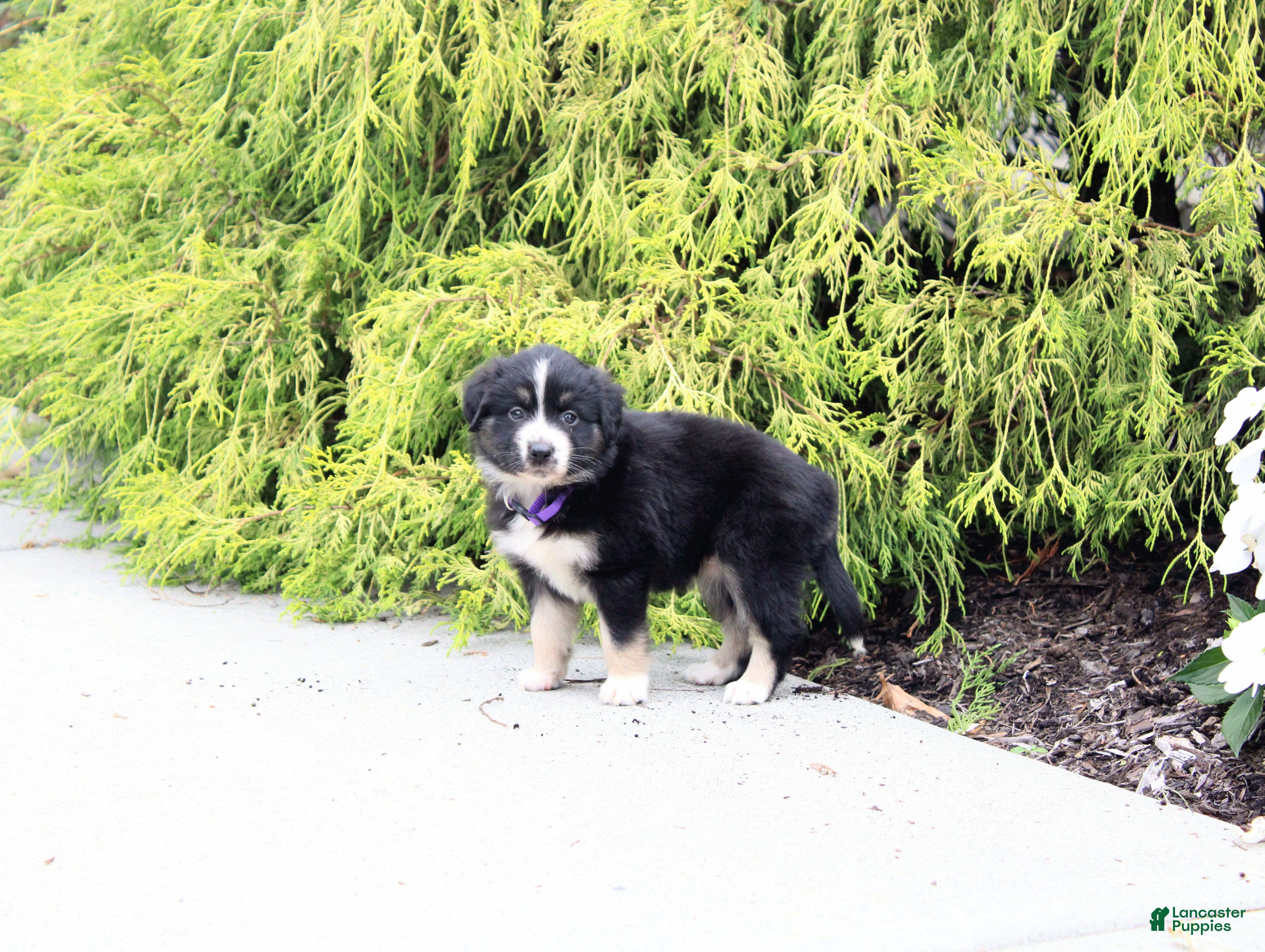 Miniature Australian Shepherd dogs Ava - Ad 2