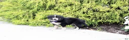 Miniature Australian Shepherd dogs for sale: Ava - Ad 2