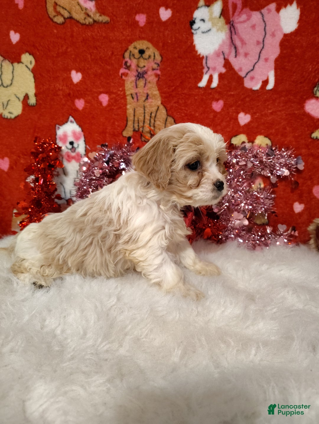 Cavapoo dogs for sale: Piper - Ad 3