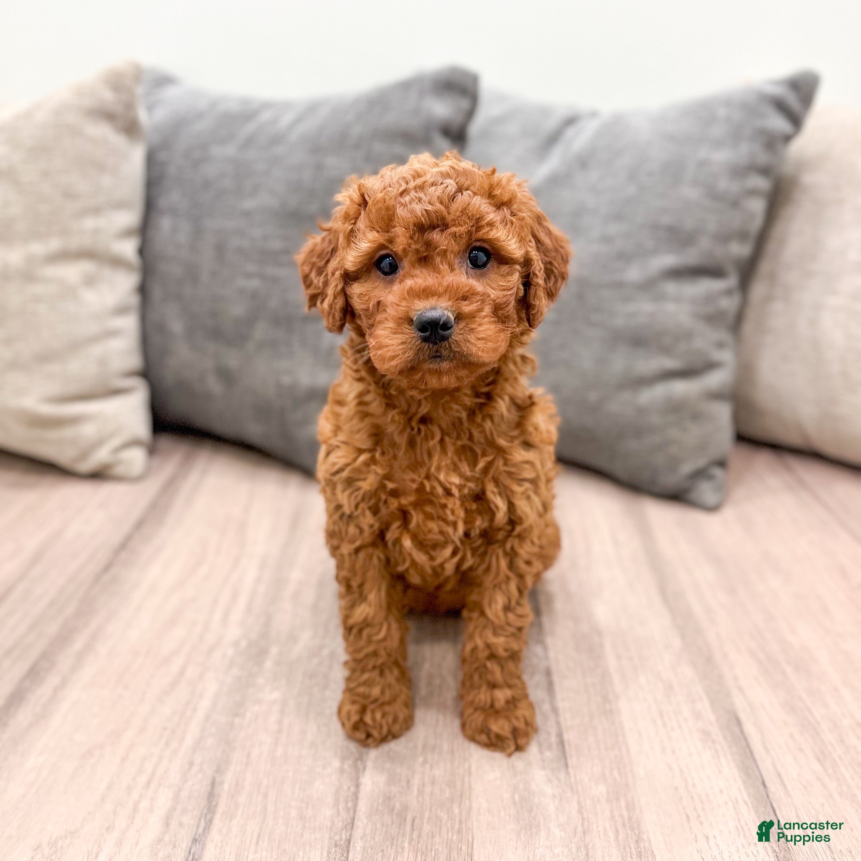 Goldendoodle dogs Olivia - Ad 2