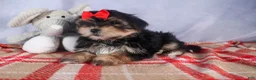 Morkie dogs for sale: Nash - Ad 22