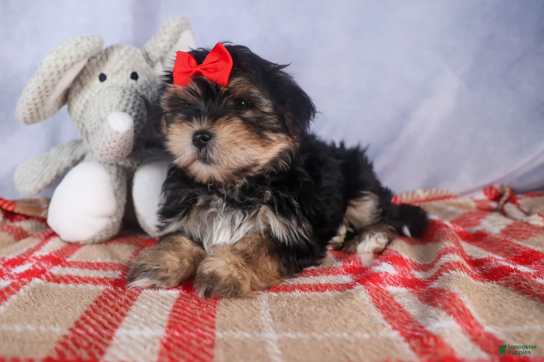 Morkie dogs for sale: Nash - Ad 22