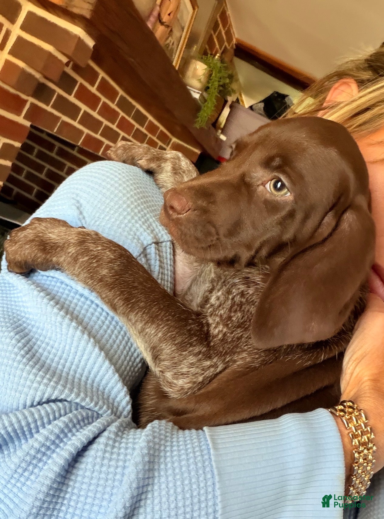 German Shorthaired Pointer dogs for sale: Birdie  - Ad 1