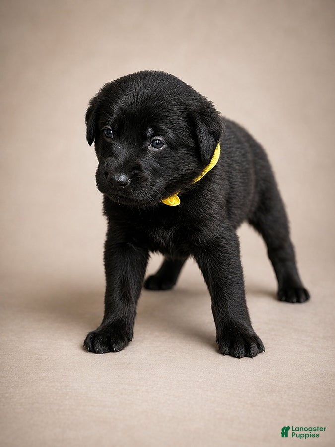 Golden Shepherd dogs Raven - Ad 1