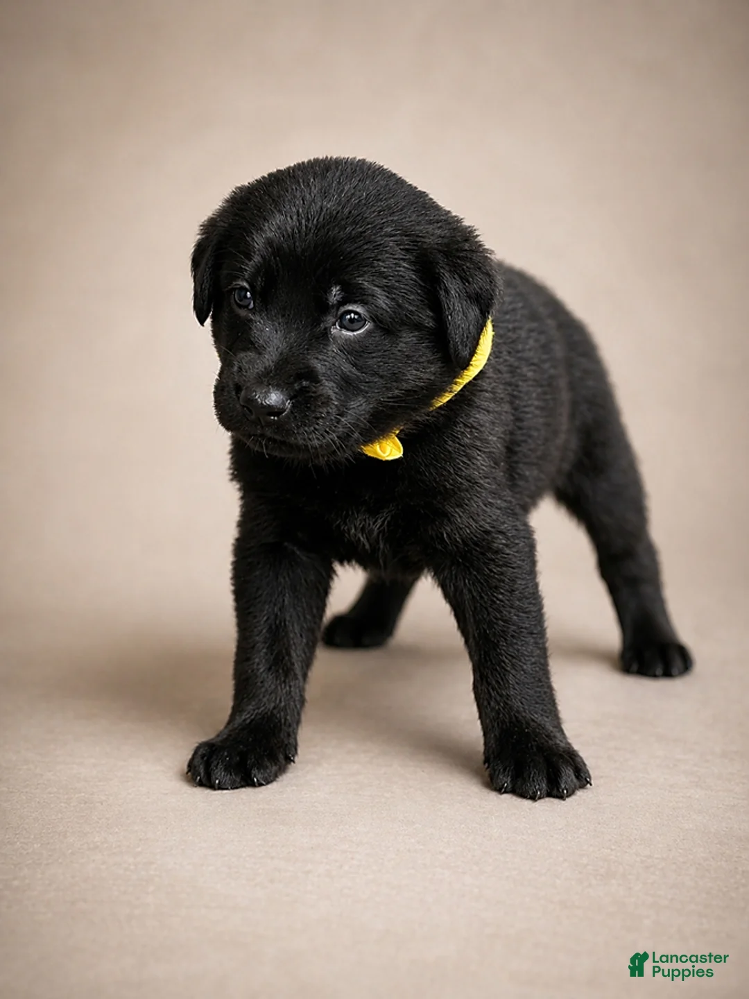 Golden Shepherd dogs for sale: Raven - Ad 1