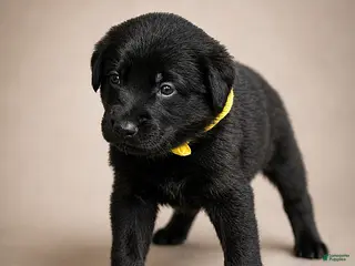 Golden Shepherd dogs Raven - Ad 1