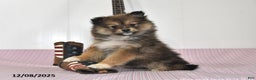 Pomeranian dogs for sale: Brittney - Ad 1