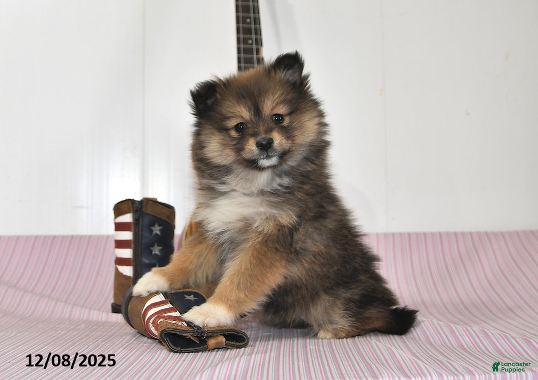 Pomeranian dogs for sale: Brittney - Ad 1