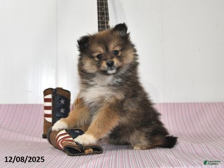 Pomeranian dogs Brittney - Ad 24