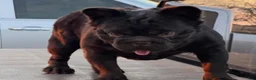 French Bulldog dogs for sale: French Bulldog 4 - Ad 8
