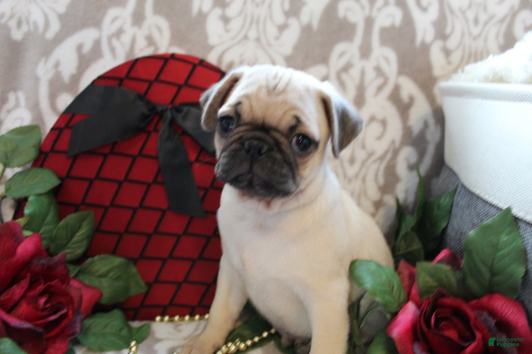Pug dogs for sale: Calvin - Ad 8