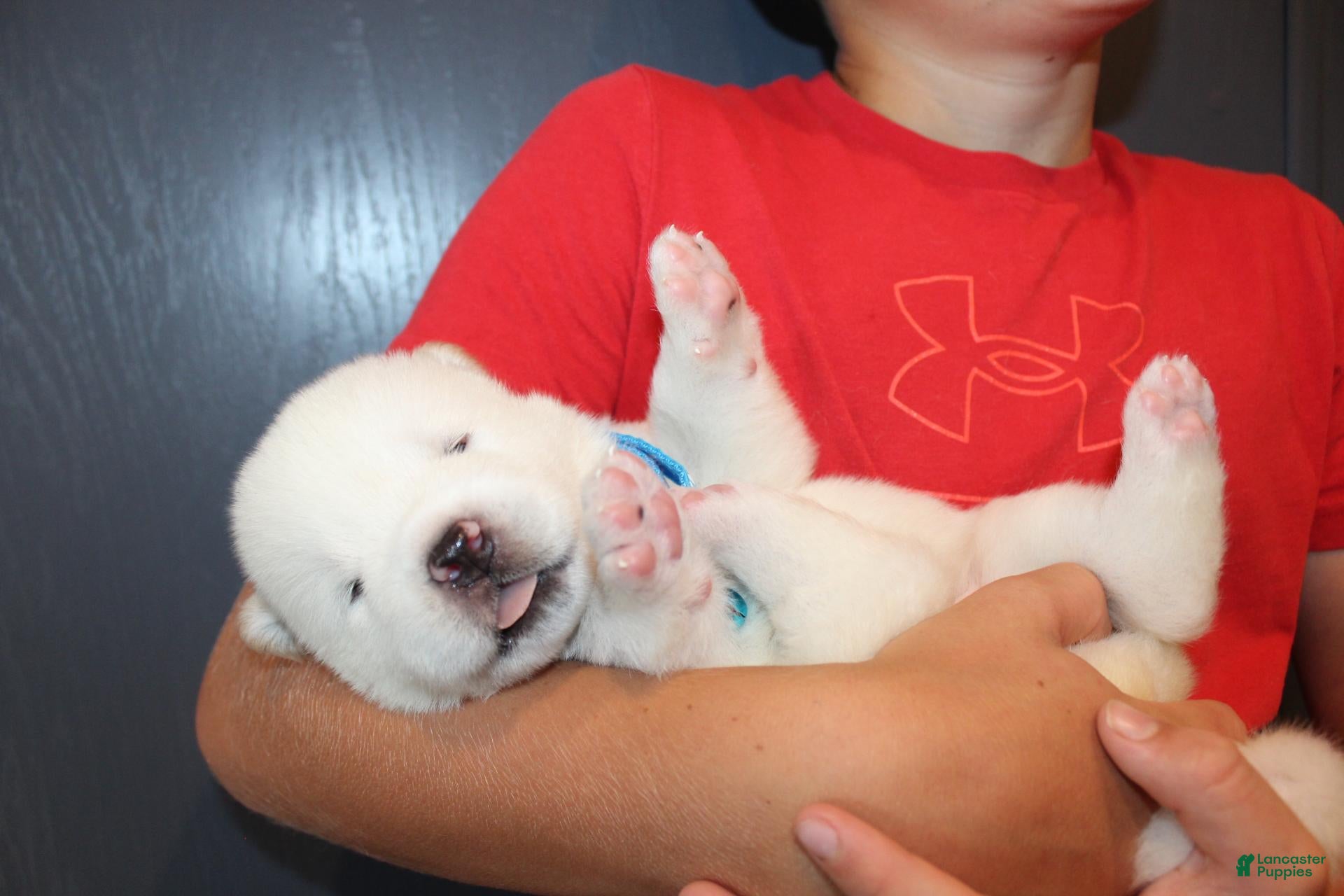 Akita dogs AKC Ice - Ad 1