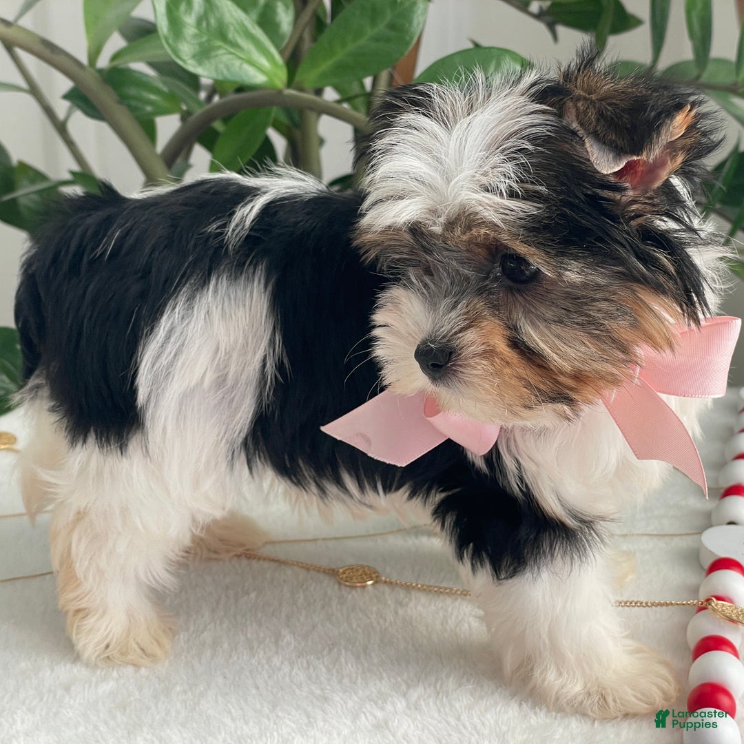 Biewer Terrier dogs for sale: Chai - Ad 8