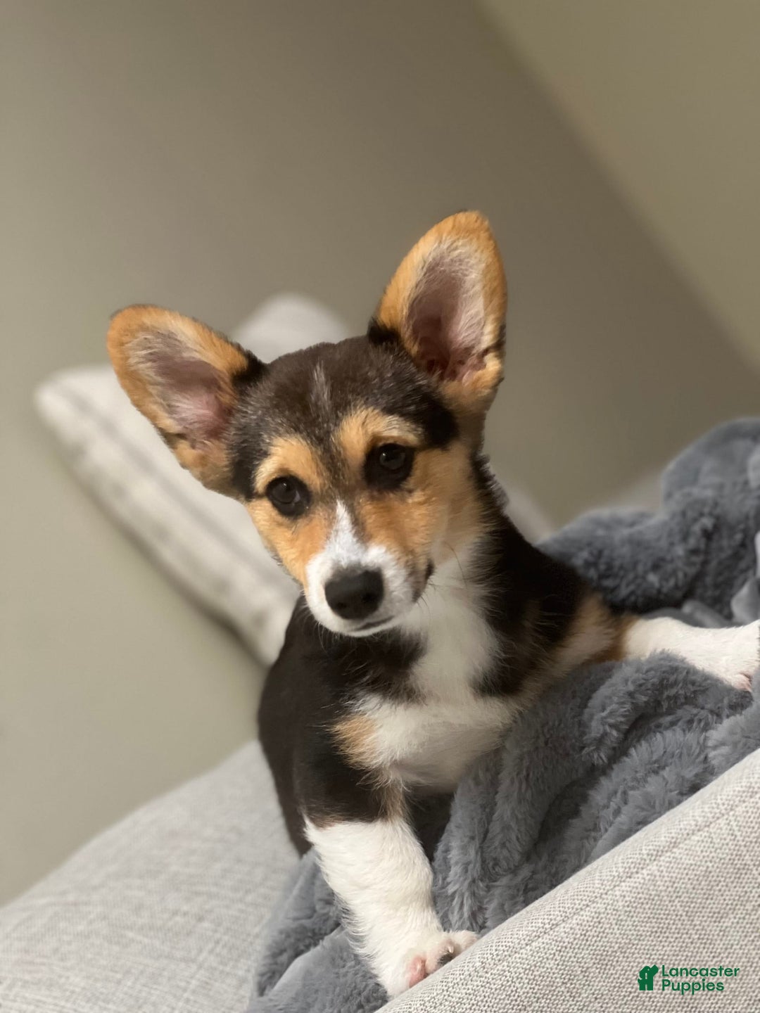 Gallery Image {{count}}