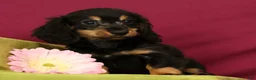 Miniature Dachshund dogs for sale: Smokey - Ad 3