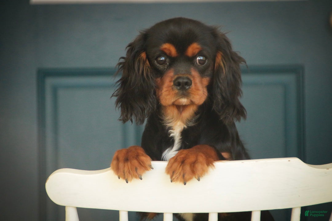 Cavalier King Charles Spaniel dogs Loki Cavalier King Charles Spaniel - Ad 2