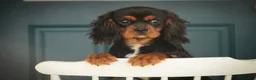 Cavalier King Charles Spaniel dogs for sale: Loki Cavalier King Charles Spaniel - Ad 2