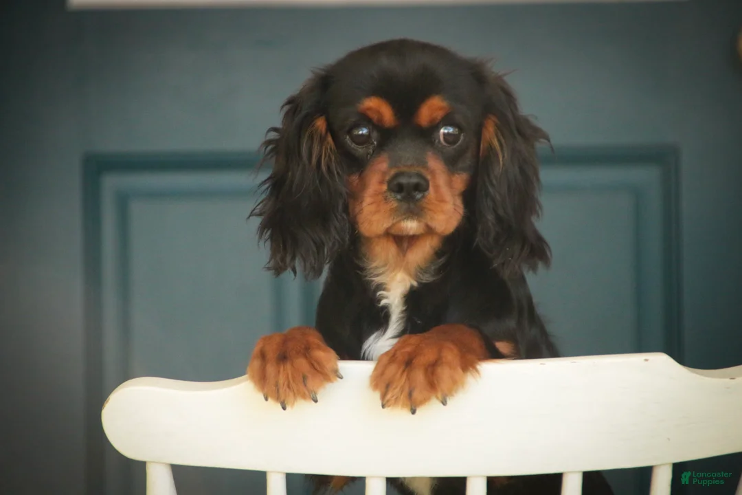 Cavalier King Charles Spaniel dogs for sale: Loki Cavalier King Charles Spaniel - Ad 2