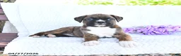 Boxer dogs for sale: Callie - Ad 3