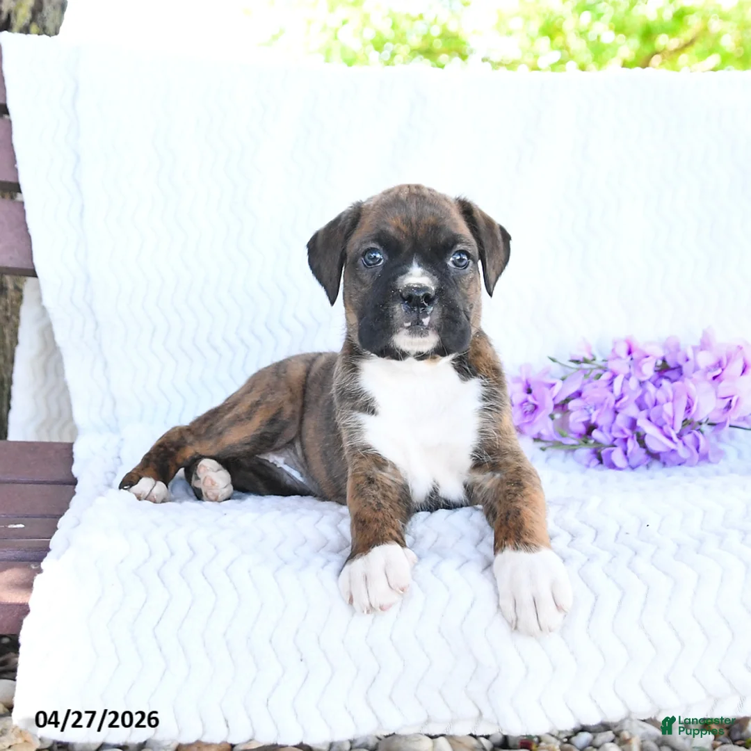 Boxer dogs for sale: Callie - Ad 3