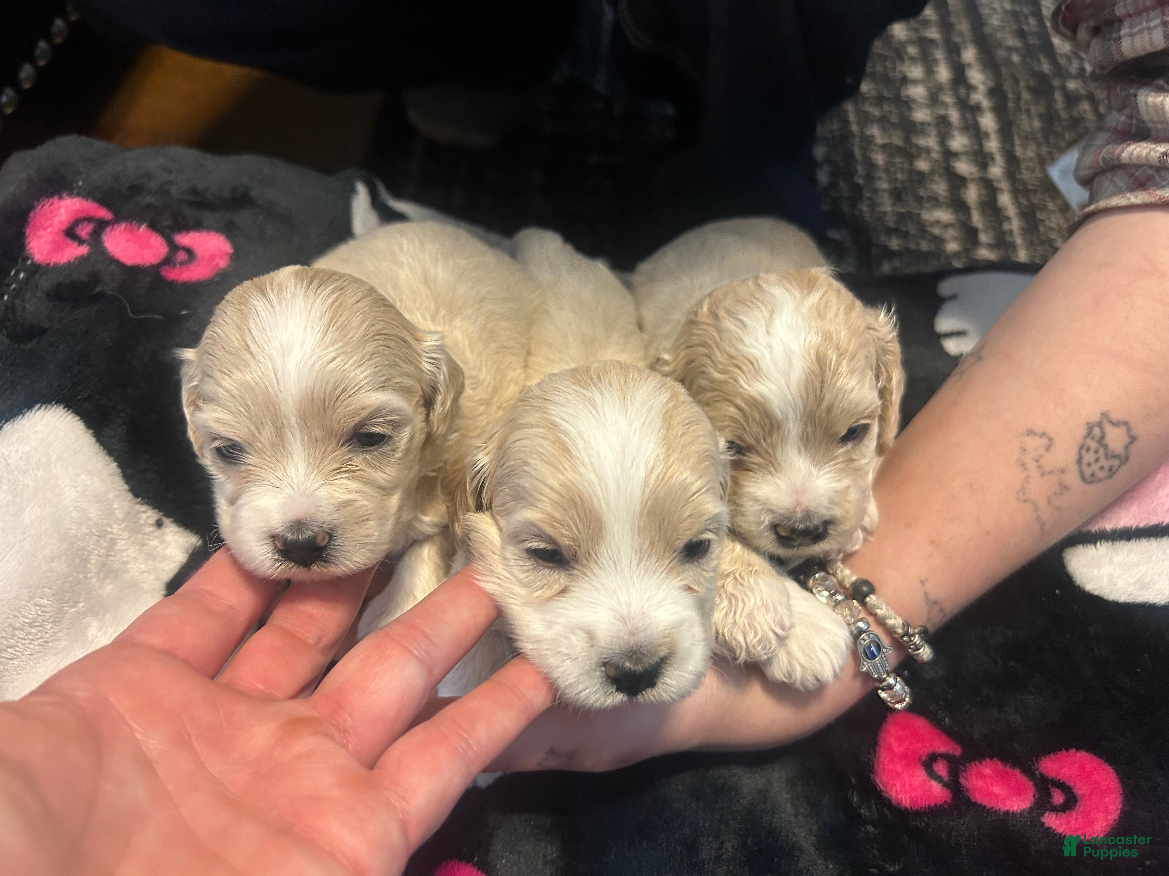 Mixed Breed dogs Mixed Breed Puppy 8 - Ad 42