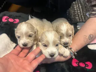 Mixed Breed dogs Mixed Breed Puppy 8 - Ad 42