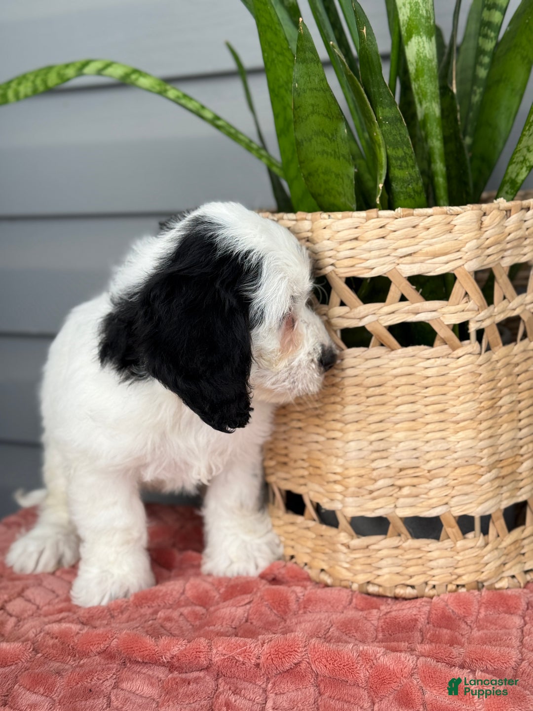 Mini Bernedoodle dogs for sale: Fluffy - Ad 6