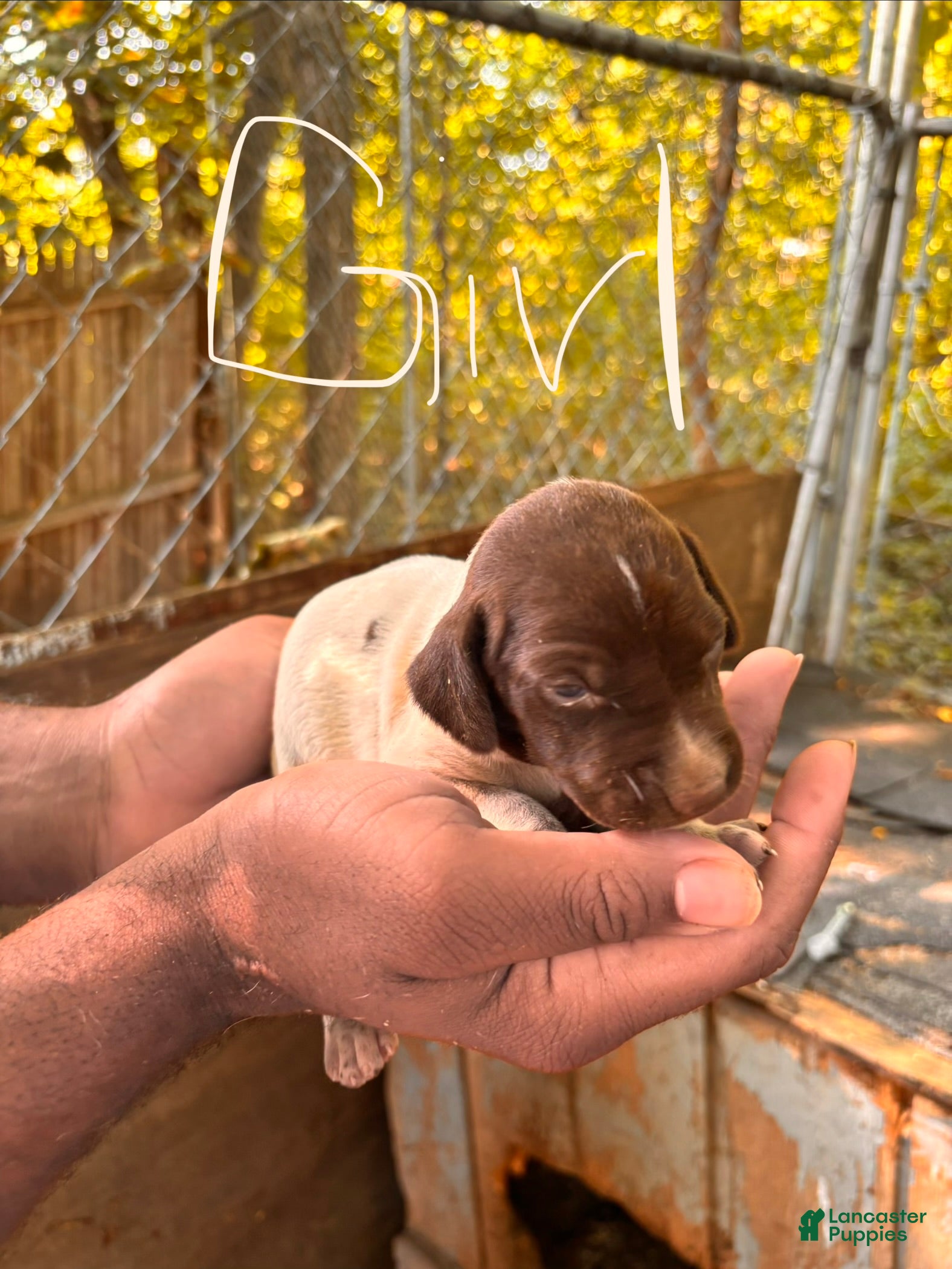 German Shorthaired Pointer dogs German Shorthaired Pointer 7 - Ad 38