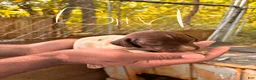 German Shorthaired Pointer dogs for sale: German Shorthaired Pointer 7 - Ad 1