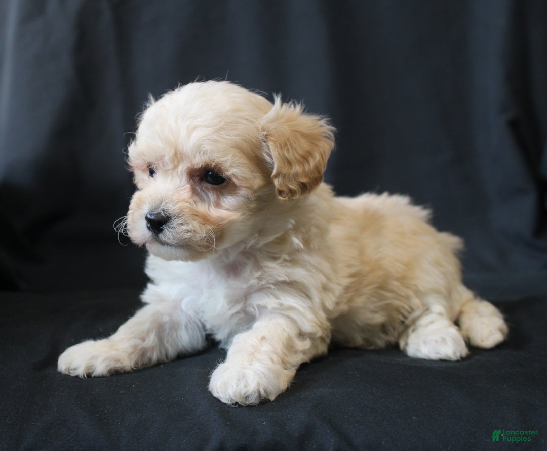 Bichpoo dogs for sale: Butch - Ad 2