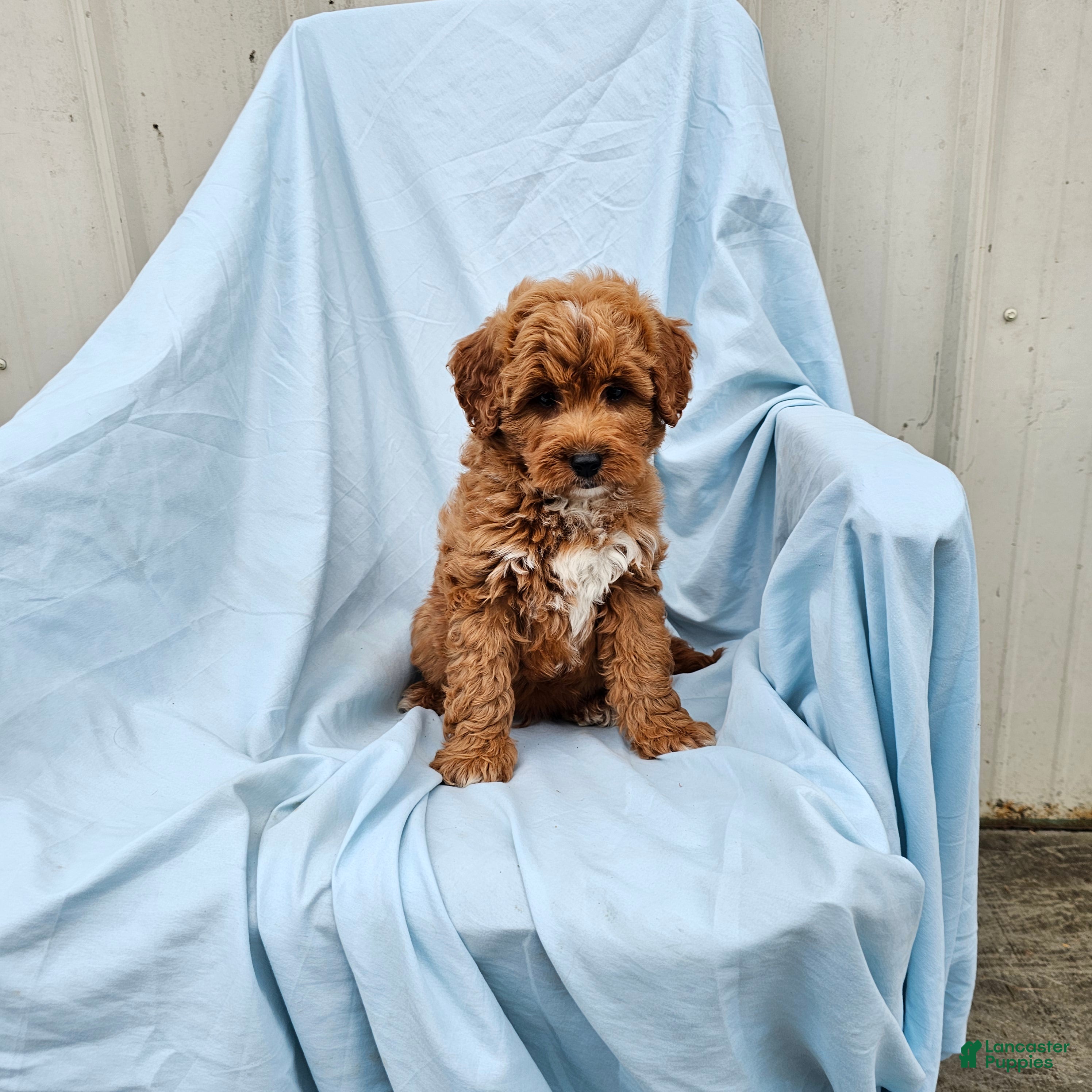 Mini Goldendoodle dogs Rambler - Ad 1