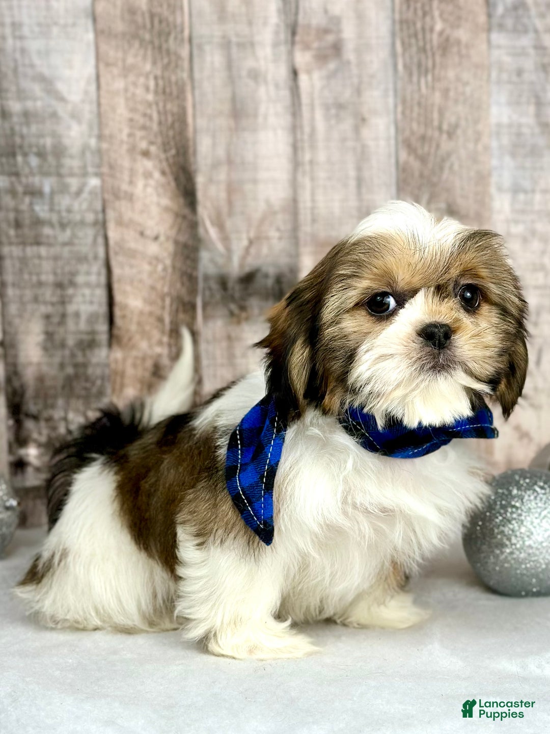 Shih Tzu dogs for sale: Holly - Ad 4