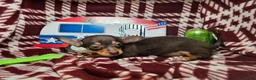 Chihuahua dogs for sale: Wolfgang Amado - Ad 3