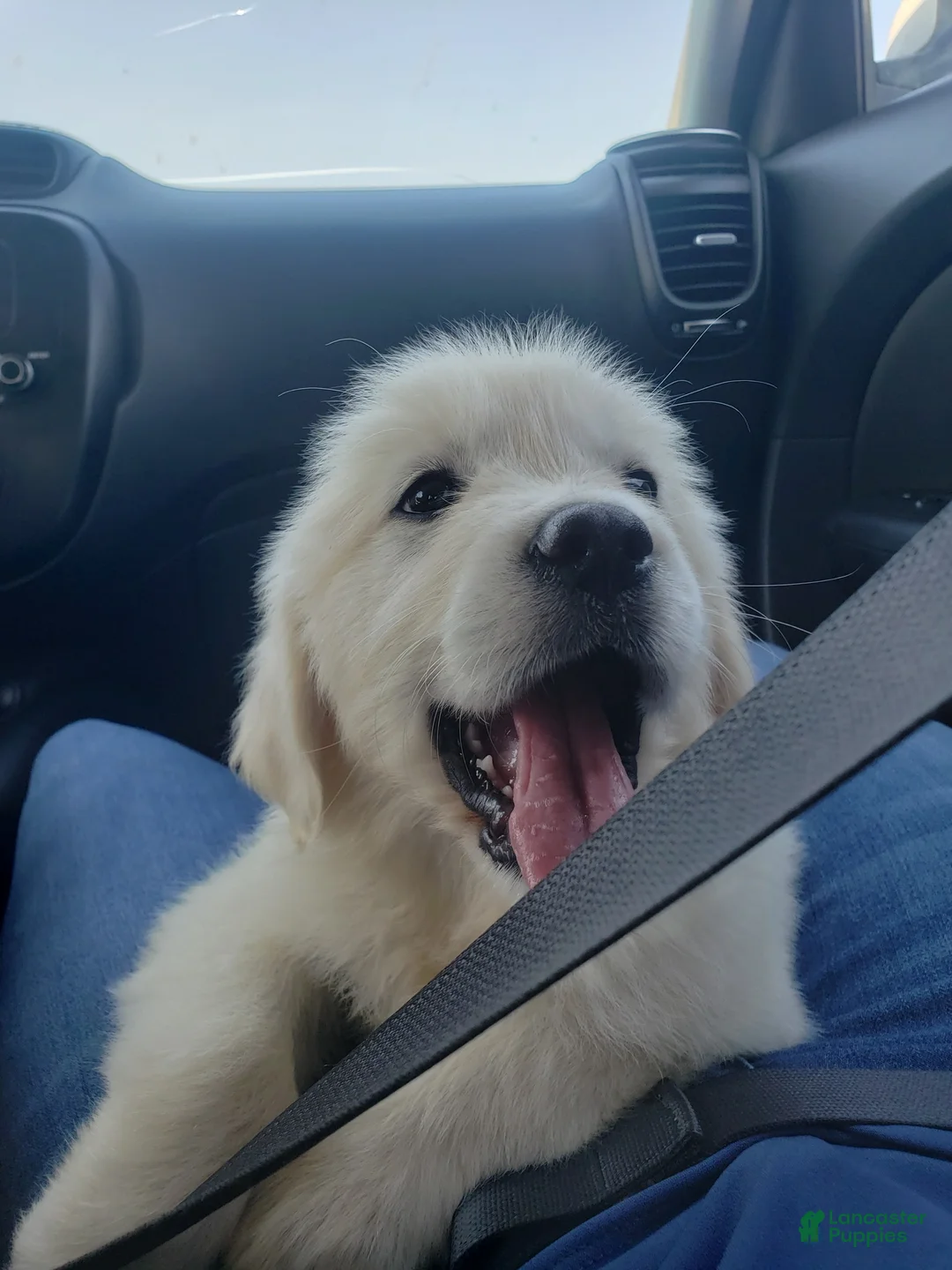 Golden Retriever dogs for sale: Bella - Ad 2