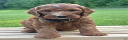Irish Doodle dogs for sale: Ellie - Ad 11