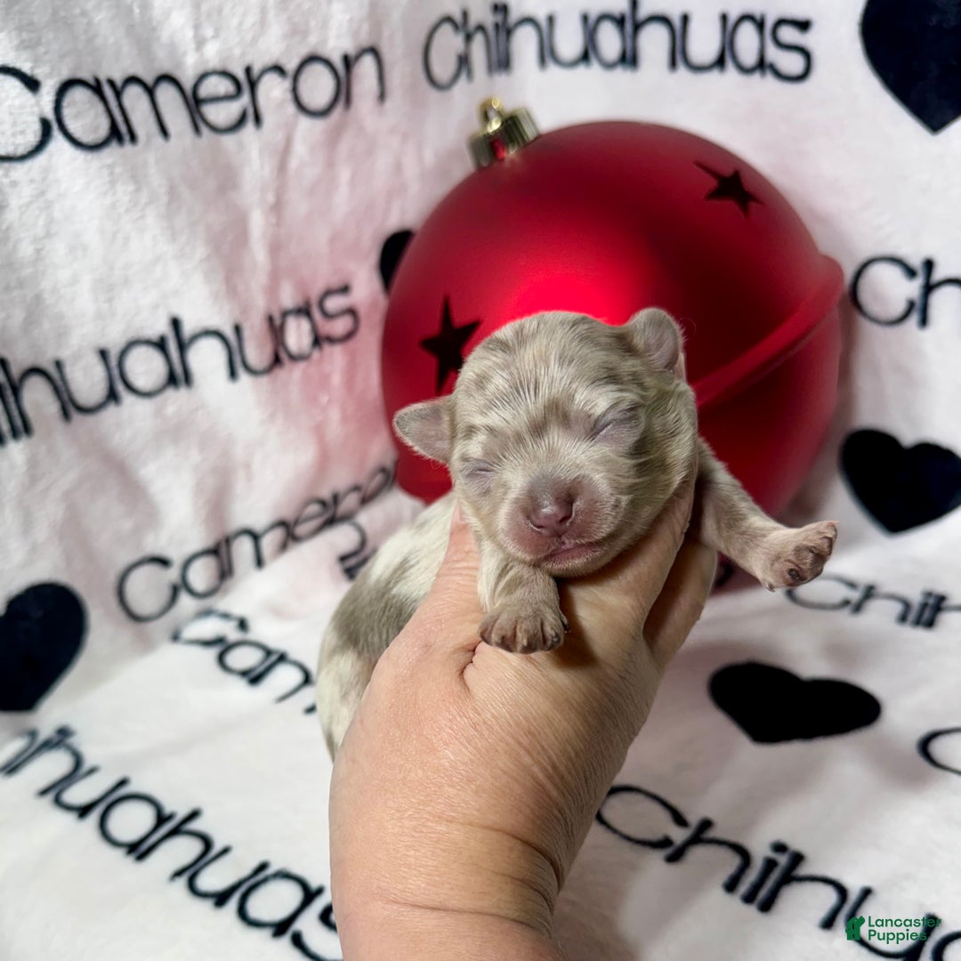 Chihuahua dogs for sale: Xavier Lavender Merle LC - Ad 7