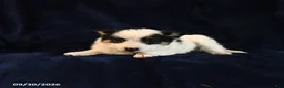 Mixed Breed dogs for sale: Sofie - Ad 3