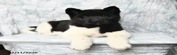 Akita dogs for sale: Oreo - Ad 3