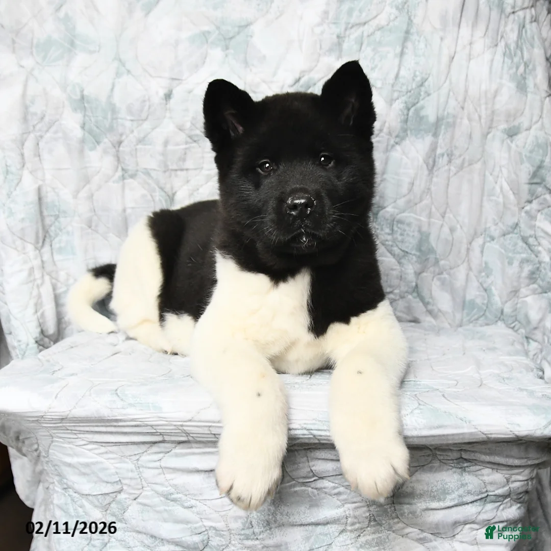 Akita dogs for sale: Oreo - Ad 3