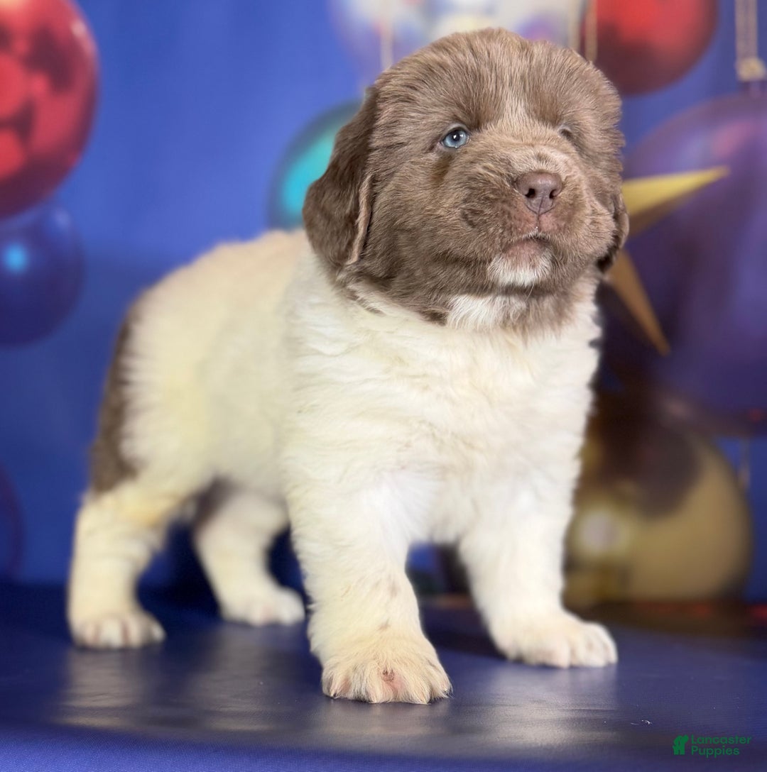 Mixed Breed dogs for sale: Storm OFA DNA  - Ad 15