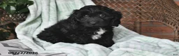 Cockapoo dogs for sale: Milo - Ad 4