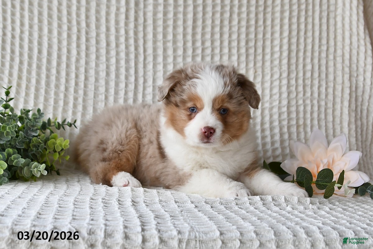 Miniature Australian Shepherd dogs Frankie - Ad 2