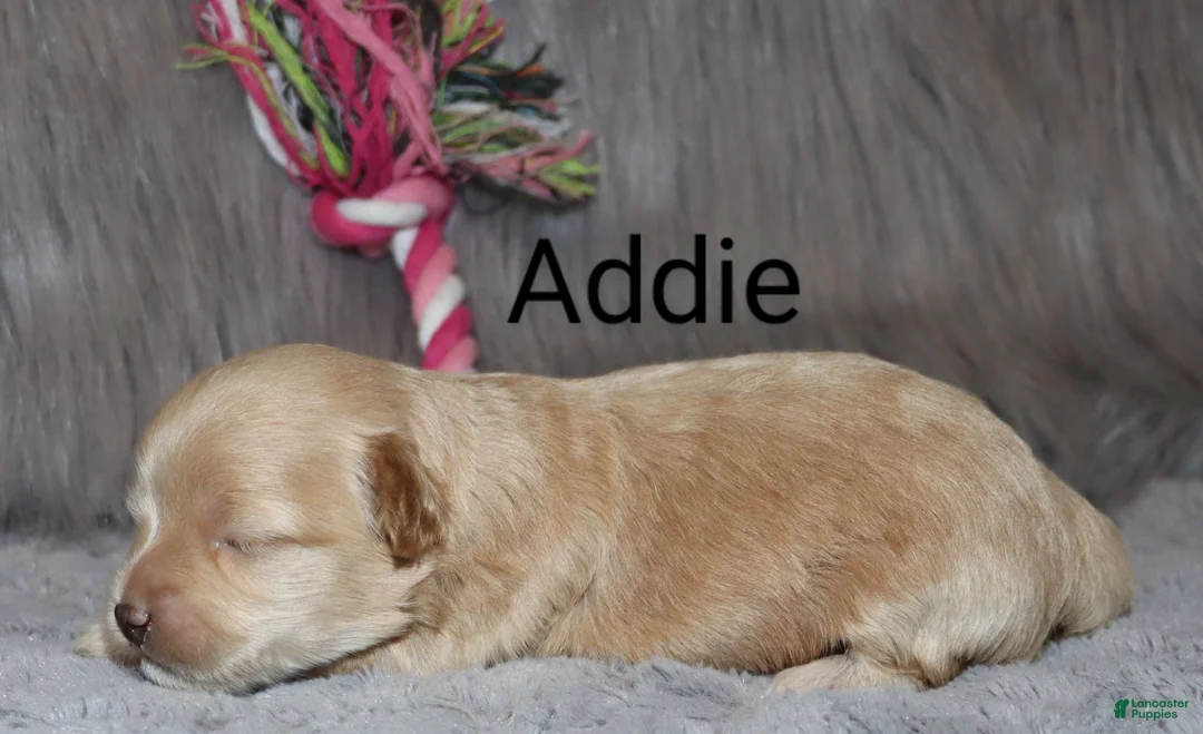 Havapoo dogs for sale: Addie 👨‍👨‍👦‍👦💞🐕Miniature - Ad 18