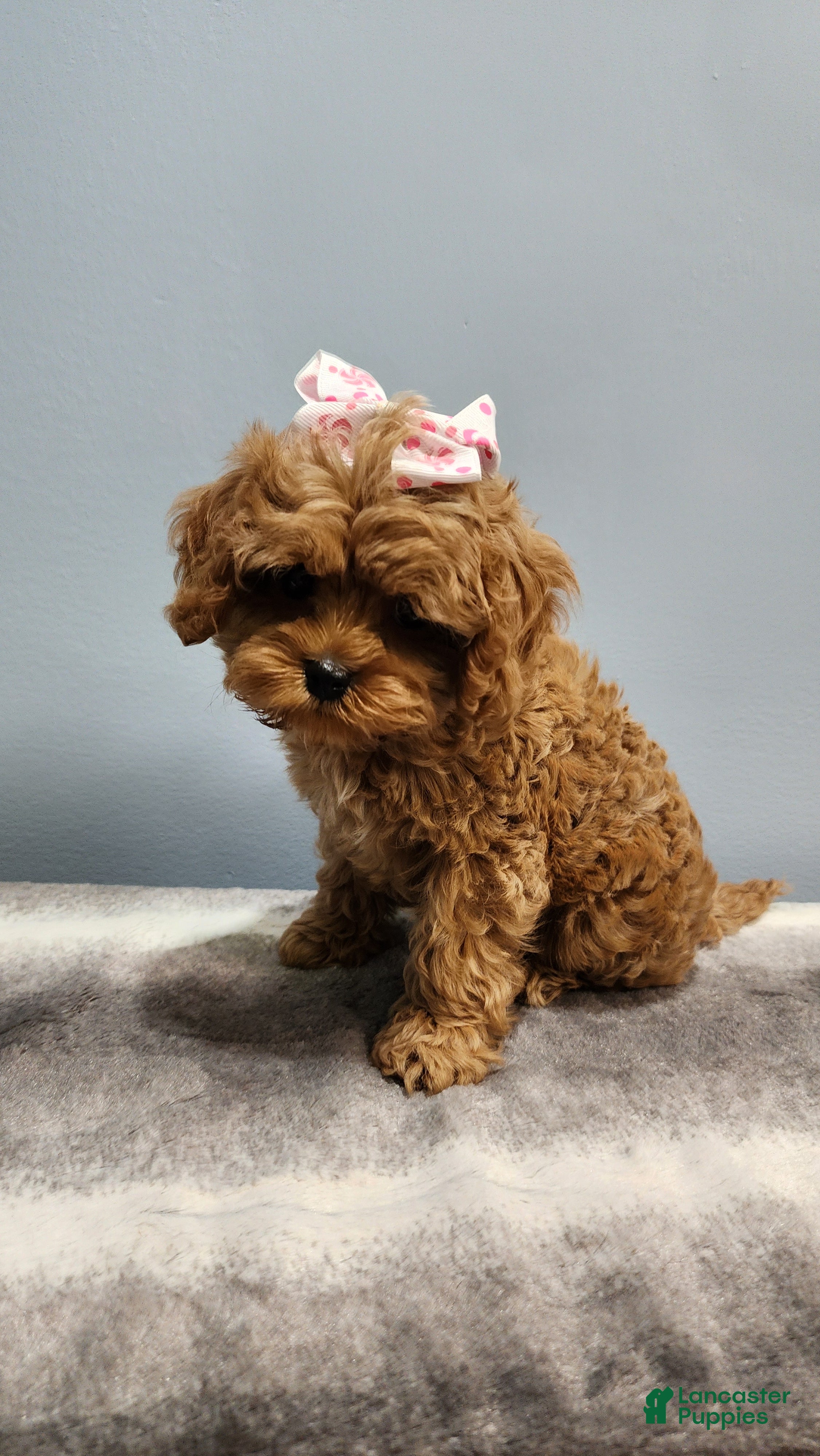 Cavapoo dogs for sale: Cookie - Ad 17