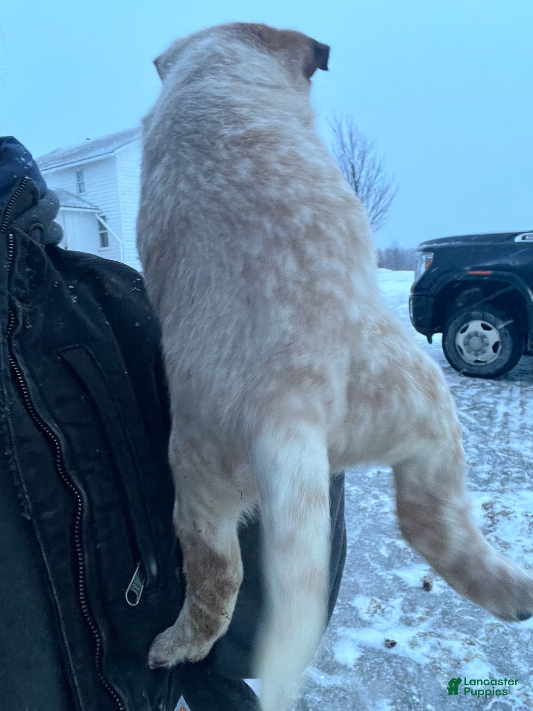 Australian Cattle Dog dogs for sale: Isabel - Ad 2