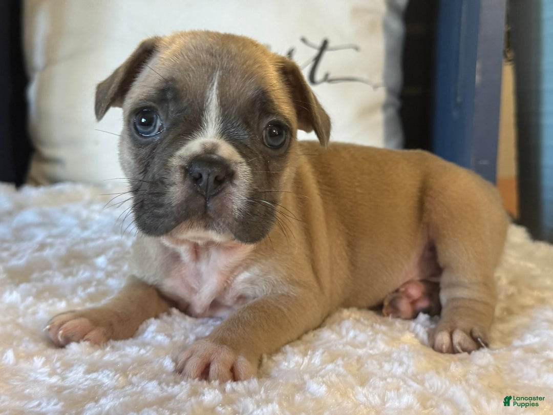 French Bulldog dogs for sale: Alex - Ad 19