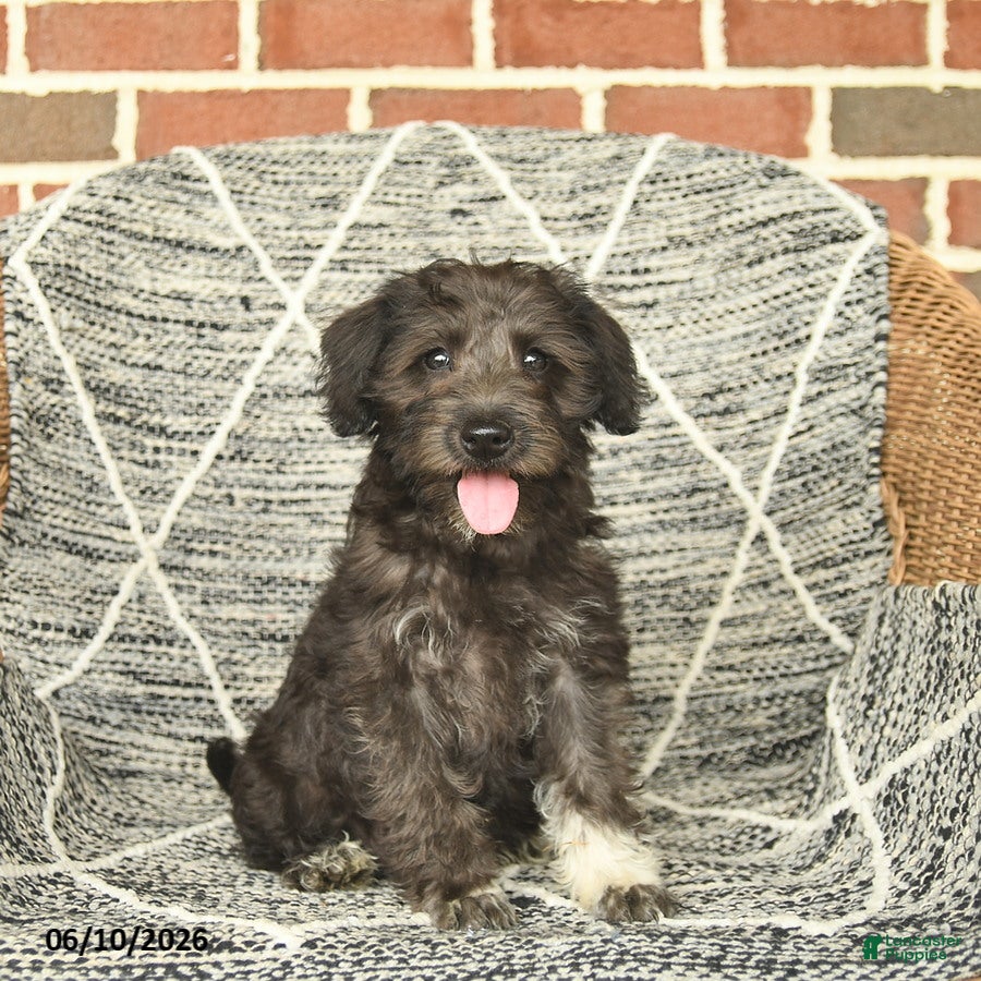 Schnoodle dogs Bambi - Ad 1