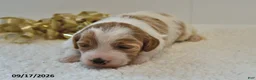 Mini Goldendoodle dogs for sale: Bo  - Ad 13