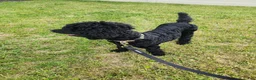 Standard Poodle dogs for sale: Standard Poodle Puppy  - Ad 10